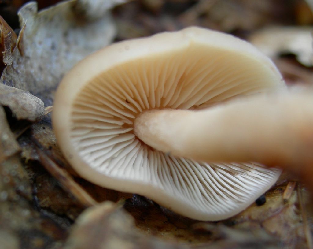 Gymnopus hariolorum